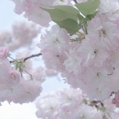 Furry兽设设计灵感合集FurryQQ群